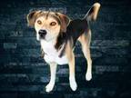 Adopt BEASTIE a Mixed Breed