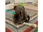 Adopt Aretha a Labrador Retriever