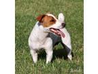 Adopt RANDI - she is a 7 yr old shortie Jack Russell. a Jack Russell Terrier