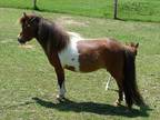 Petite (AMHA/AMHR) Bred Miniature Mare ~ Therapy Prospect ~ (2 for 1)