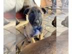 Belgian Malinois PUPPY FOR SALE ADN-515209 - Belgian malinois puppys ready for