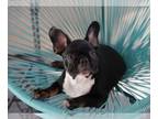 French Bulldog PUPPY FOR SALE ADN-514851 - French bulldog boy black tan Beau