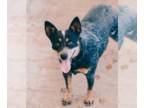 Australian Cattle Dog DOG FOR ADOPTION ADN-515024 - Adult Blue Heeler Female