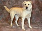 Adopt A100823 a Labrador Retriever, Mixed Breed