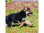 German Shepherds for Sale in Columbia, SC - Dogs