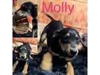 Adopt Molly a Beagle