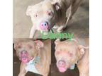 Adopt Danny a Pit Bull Terrier