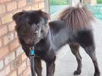 Adopt Pandora a Black Australian Shepherd / Chow Chow / Mixed dog in Gloucester