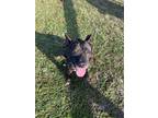 Adopt Frankie a Black Staffordshire Bull Terrier / Mixed dog in Williston