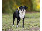 Adopt Bailey a Border Collie, Australian Cattle Dog / Blue Heeler