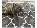 French Bulldog PUPPY FOR SALE ADN-515646 - LITTER OF 5