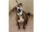 SOOKIE American Pit Bull Terrier Young Female