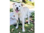 Adopt Toby a White Chow Chow / Pit Bull Terrier / Mixed dog in Fullerton