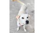 Adopt Uno a Tan/Yellow/Fawn Labrador Retriever / Jindo / Mixed dog in toronto
