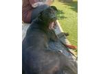 Adopt Maxx a Great Dane / Mastiff / Mixed dog in Pittsburg, CA (36748927)