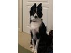 Adopt YUEN FANG a Black - with White Border Collie / Border Collie / Mixed dog