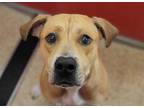 Adopt DARCY* a Brown/Chocolate - with White Rhodesian Ridgeback / Mixed dog in