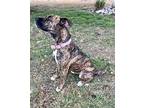 Lacey Boxer Adult Female