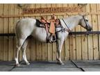 AQHA Palomino Ranch Horse