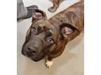 Adopt Henna a Brindle Plott Hound / Boxer dog in Sheridan, CO (36758459)