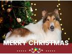 Adopt Rough collie lucas a Brown/Chocolate - with White Collie / Mixed dog in