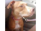 Adopt Wera a Black Boston Terrier / Mixed dog in joppa, MD (36760412)