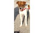 Adopt Jackie a Brown/Chocolate - with White Jack Russell Terrier / Mixed dog in