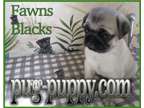 Black and Fawn Pug Puppies near Boston