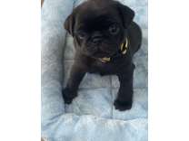 Black & Fawn Pug Puppies Expected