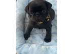 Pug Puppy for sale in Saugus, MA, USA