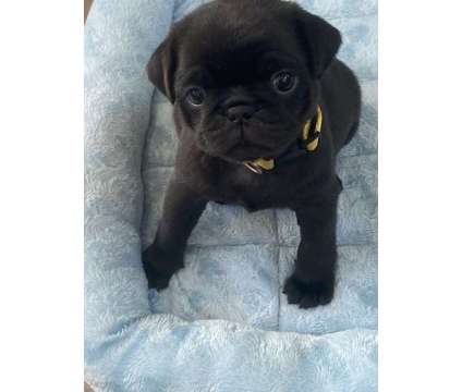 Pug Puppy Available near Boston MA is a Black Female Pug Puppy For Sale in Saugus MA