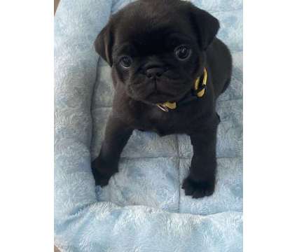 Black &amp; Fawn Pug Puppies Expected is a Black Female Pug Puppy For Sale in Saugus MA