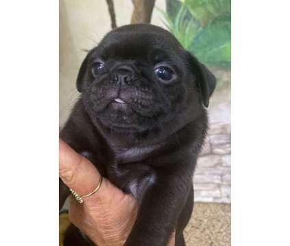 Pug Puppy Available near Boston MA is a Black Female Pug Puppy For Sale in Saugus MA