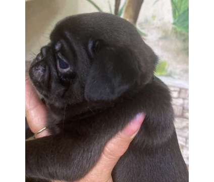 Pug Puppy Available near Boston MA is a Black Female Pug Puppy For Sale in Saugus MA