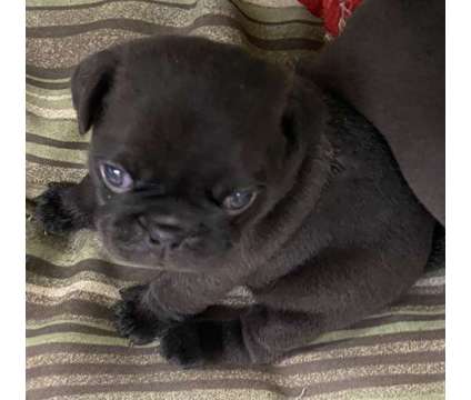 Pug Puppy Available near Boston MA is a Black Female Pug Puppy For Sale in Saugus MA