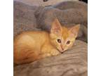 Adopt Albus a Orange or Red Domestic Mediumhair / Domestic Shorthair / Mixed cat