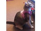 Robin Kitty Domestic Shorthair Young Female