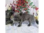 French Bulldogs for Sale in Grand Rapids | Dogs on Oodle ...