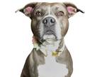 Adopt Truckee a Gray/Blue/Silver/Salt & Pepper American Staffordshire Terrier /