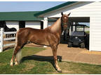 Available on [url removed] - Registered Tennessee Walking Horse - Gaited
