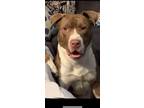 Adopt Draygo a Red/Golden/Orange/Chestnut - with White American Pit Bull Terrier