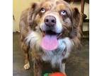 Adopt JAX a Australian Shepherd / Mixed dog in Pt. Richmond, CA (36766024)