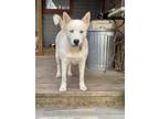 Adopt Fanci-Jane a White Husky / Mixed dog in Jasper, GA (36765919)