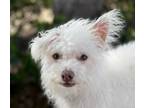 Adopt Bougainvillea a White Toy Poodle / Terrier (Unknown Type