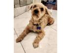 Adopt MEMO a Brown/Chocolate Poodle (Miniature) / Terrier (Unknown Type