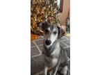 Adopt Tiffany a White - with Gray or Silver Saluki / Mixed dog in Niagara Falls