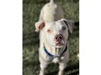 Adopt Xero a White Pointer / American Pit Bull Terrier / Mixed dog in Divide