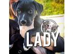 Adopt Lady a American Staffordshire Terrier, Australian Cattle Dog / Blue Heeler