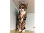 Adopt Little Bit a Domestic Shorthair / Mixed (short coat) cat in LaBelle