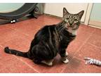 Adopt Tilt a Domestic Shorthair / Mixed (short coat) cat in LaBelle